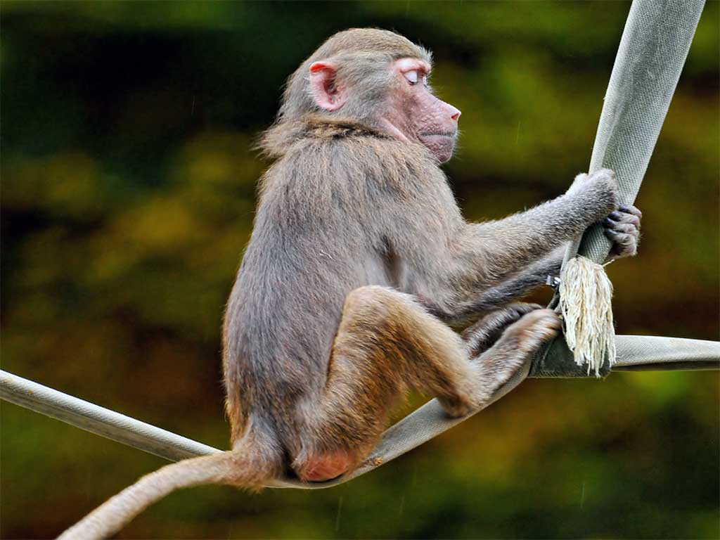 Baboon on the loose Fencing for Baboons