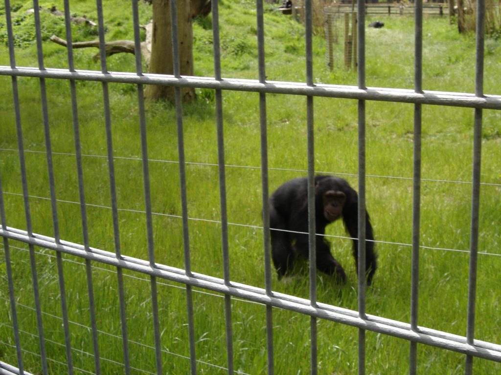 Zoo Fencing