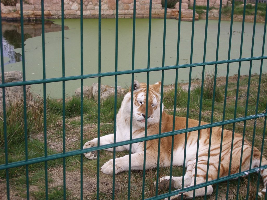 Zoo Fencing